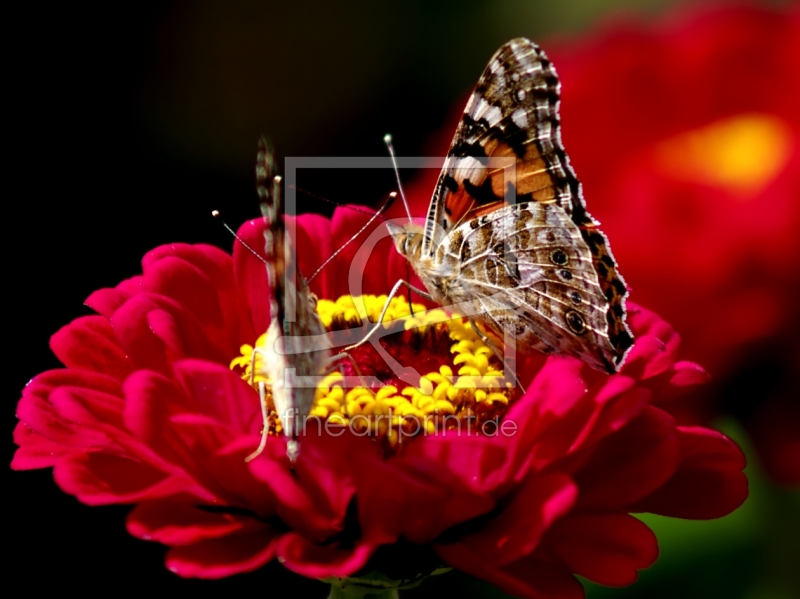 frei w&auml;hlbarer Bildausschnitt f&uuml;r Ihr Bild auf Tapete