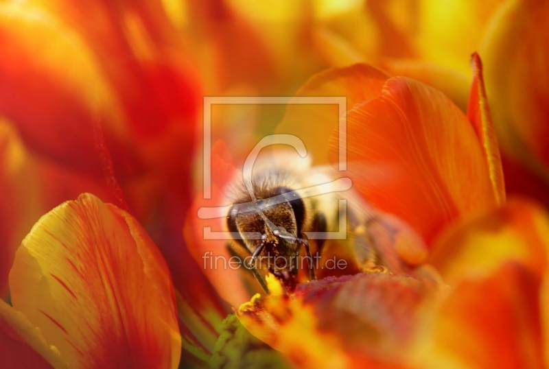 frei w&auml;hlbarer Bildausschnitt f&uuml;r Ihr Bild auf Tapete