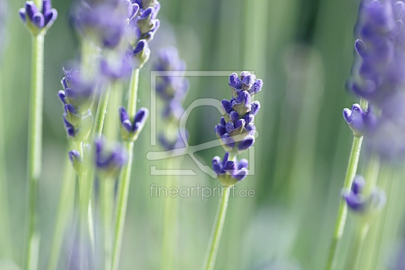 frei w&auml;hlbarer Bildausschnitt f&uuml;r Ihr Bild auf Tapete