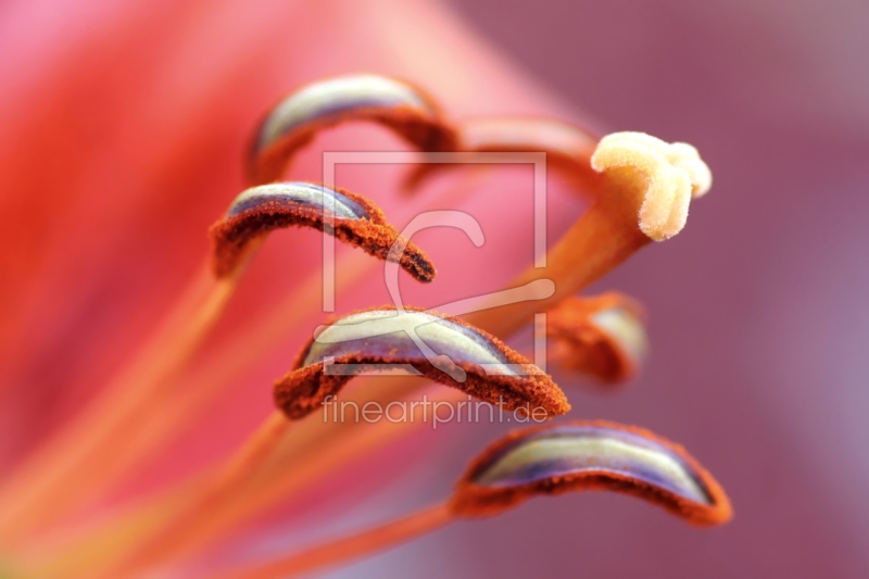 frei w&auml;hlbarer Bildausschnitt f&uuml;r Ihr Bild auf Tapete