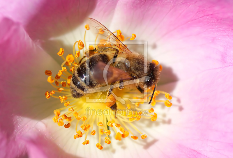 frei w&auml;hlbarer Bildausschnitt f&uuml;r Ihr Bild auf Tapete