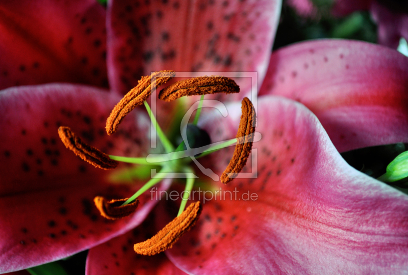 frei w&auml;hlbarer Bildausschnitt f&uuml;r Ihr Bild auf Tapete
