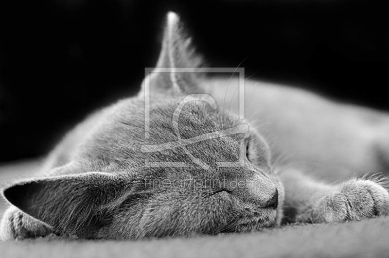 frei w&auml;hlbarer Bildausschnitt f&uuml;r Ihr Bild auf Tapete