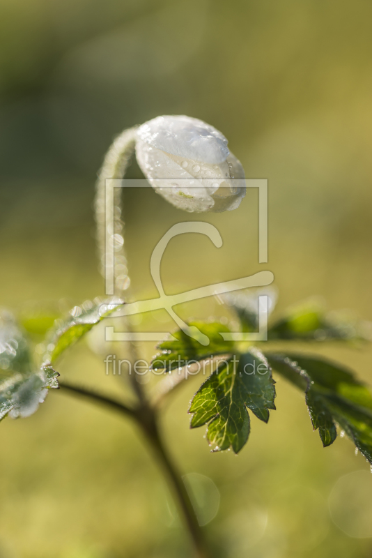 frei w&auml;hlbarer Bildausschnitt f&uuml;r Ihr Bild auf Tapete