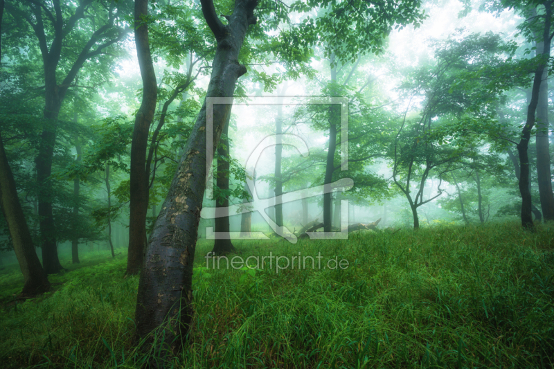 frei w&auml;hlbarer Bildausschnitt f&uuml;r Ihr Bild auf Tapete