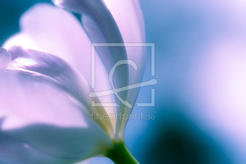 frei w&auml;hlbarer Bildausschnitt f&uuml;r Ihr Bild auf Tapete