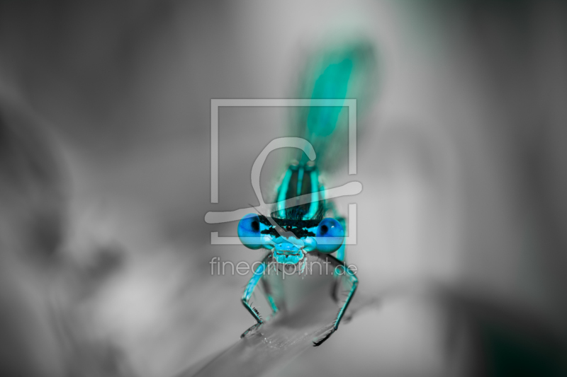 frei wählbarer Bildausschnitt für Ihr Bild auf Tapete