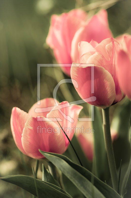 frei w&auml;hlbarer Bildausschnitt f&uuml;r Ihr Bild auf Tapete