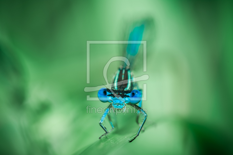 frei wählbarer Bildausschnitt für Ihr Bild auf Tapete