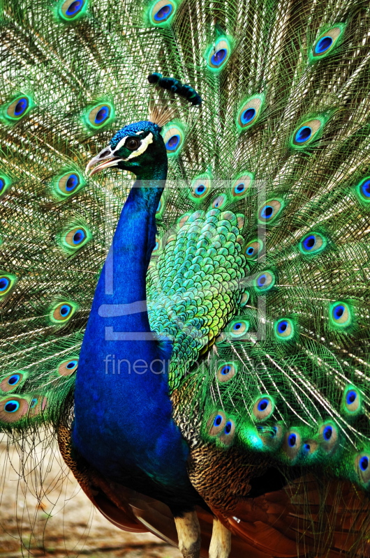 frei w&auml;hlbarer Bildausschnitt f&uuml;r Ihr Bild auf Tapete