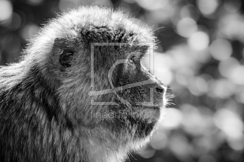 frei w&auml;hlbarer Bildausschnitt f&uuml;r Ihr Bild auf Tapete