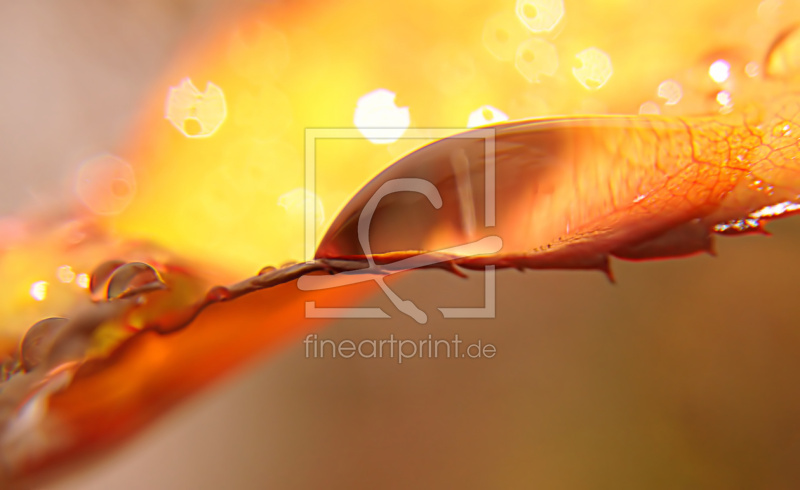 frei w&auml;hlbarer Bildausschnitt f&uuml;r Ihr Bild auf Tapete