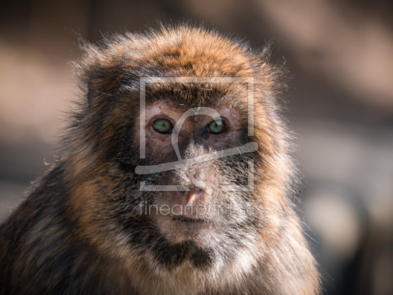 frei w&auml;hlbarer Bildausschnitt f&uuml;r Ihr Bild auf Tapete