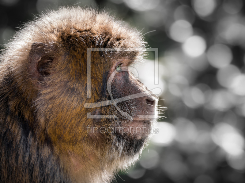 frei w&auml;hlbarer Bildausschnitt f&uuml;r Ihr Bild auf Tapete