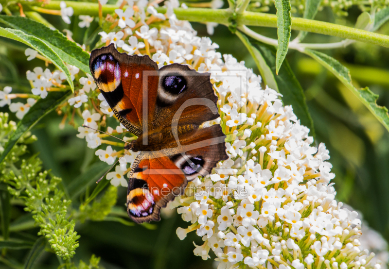 frei w&auml;hlbarer Bildausschnitt f&uuml;r Ihr Bild auf Tapete