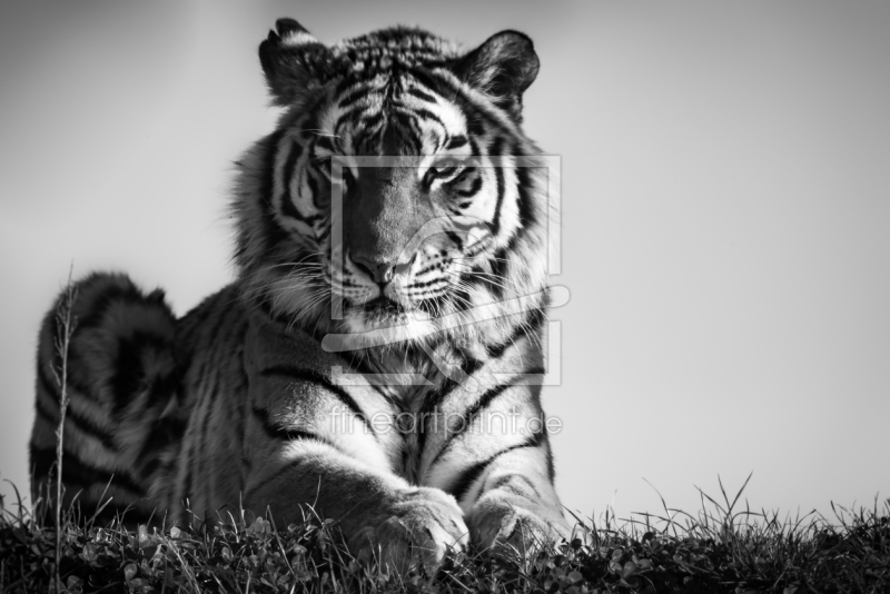 frei w&auml;hlbarer Bildausschnitt f&uuml;r Ihr Bild auf Tapete