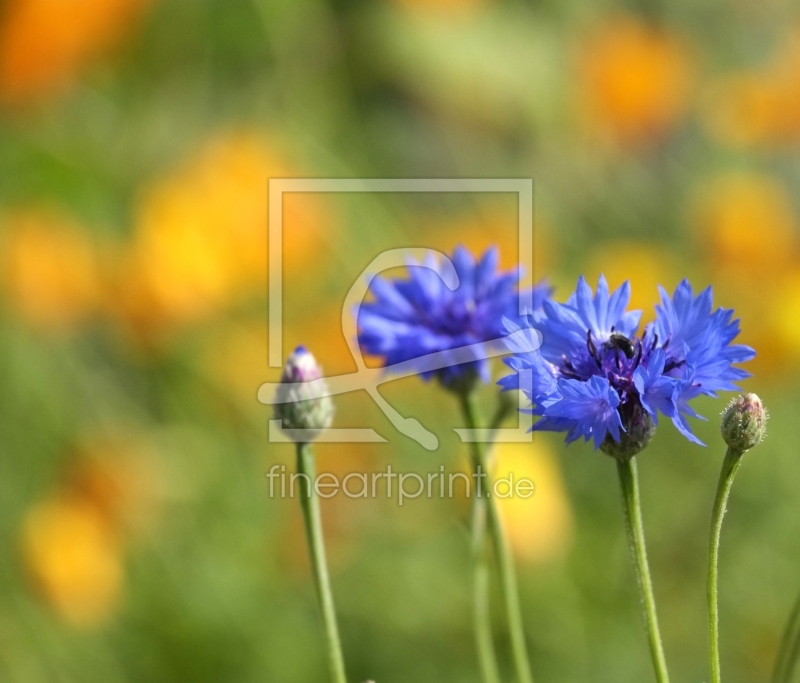 frei w&auml;hlbarer Bildausschnitt f&uuml;r Ihr Bild auf Tapete