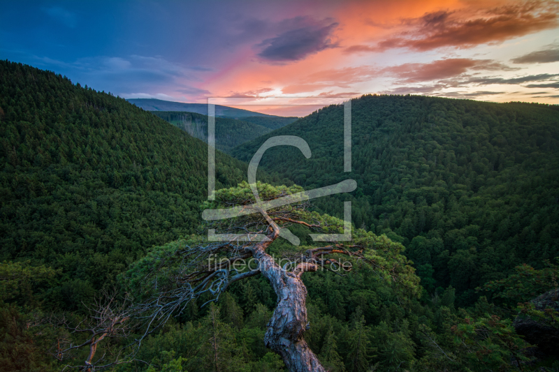 frei w&auml;hlbarer Bildausschnitt f&uuml;r Ihr Bild auf Tapete