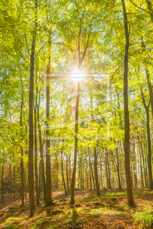 frei w&auml;hlbarer Bildausschnitt f&uuml;r Ihr Bild auf Tapete