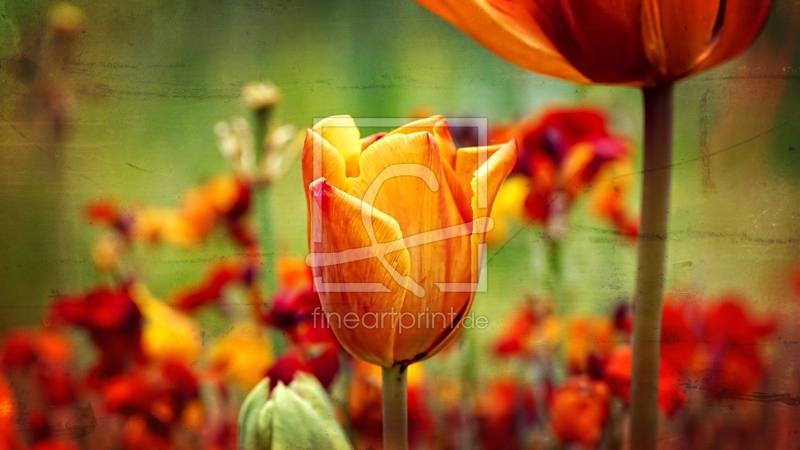 frei w&auml;hlbarer Bildausschnitt f&uuml;r Ihr Bild auf Tapete