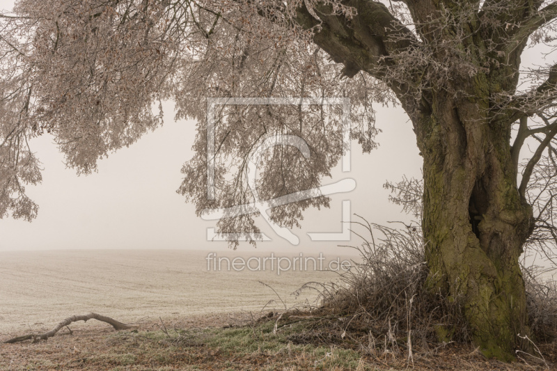 frei wählbarer Bildausschnitt für Ihr Bild auf Tapete