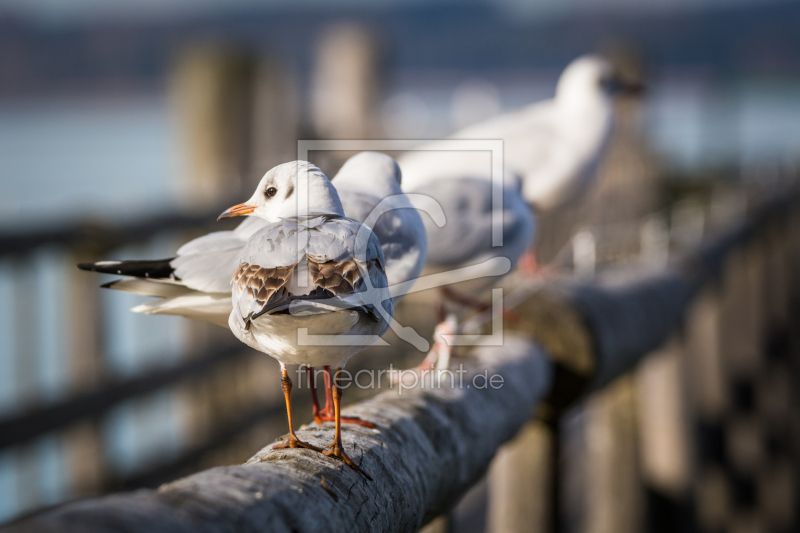 frei wählbarer Bildausschnitt für Ihr Bild auf Tapete