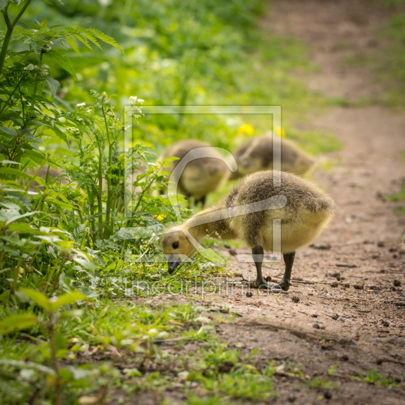 frei w&auml;hlbarer Bildausschnitt f&uuml;r Ihr Bild auf Tapete