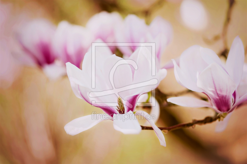 frei w&auml;hlbarer Bildausschnitt f&uuml;r Ihr Bild auf Tapete