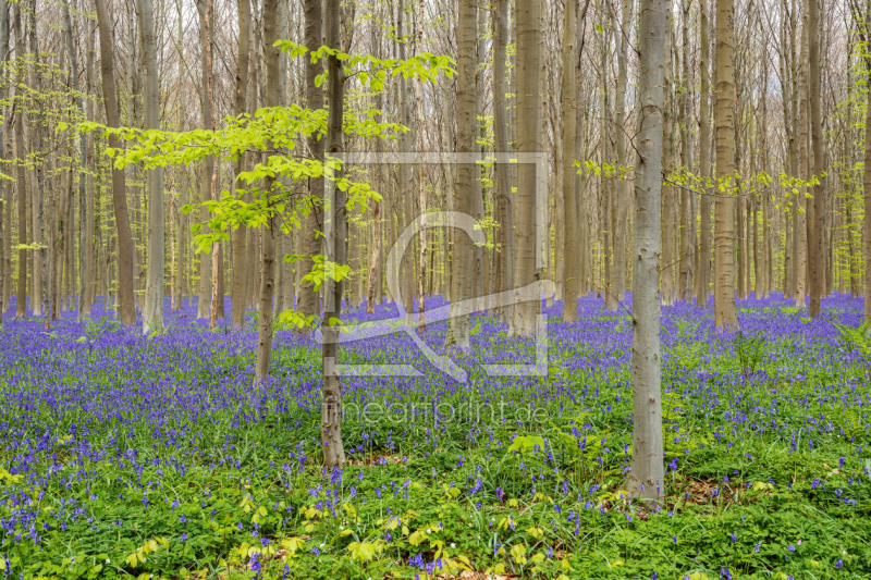 frei w&auml;hlbarer Bildausschnitt f&uuml;r Ihr Bild auf Tapete