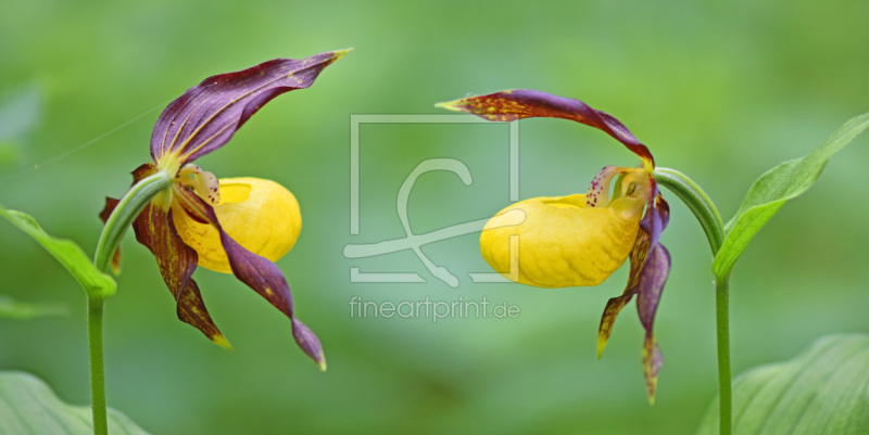 frei w&auml;hlbarer Bildausschnitt f&uuml;r Ihr Bild auf Tapete
