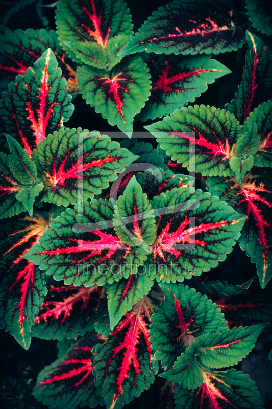 frei w&auml;hlbarer Bildausschnitt f&uuml;r Ihr Bild auf Tapete