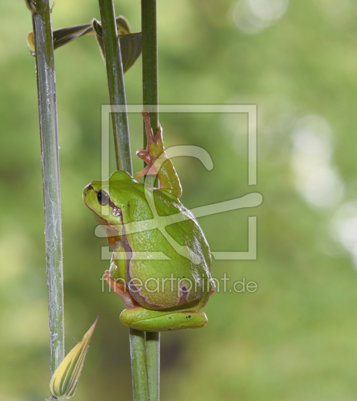 frei w&auml;hlbarer Bildausschnitt f&uuml;r Ihr Bild auf Tapete