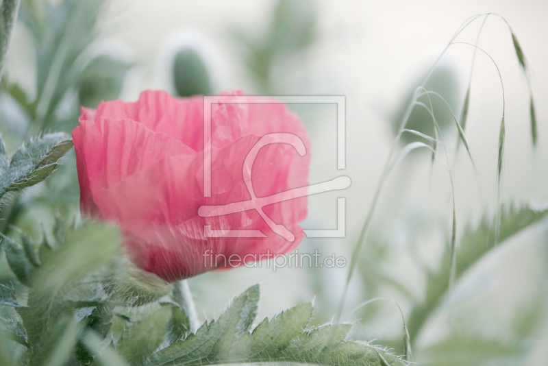 frei w&auml;hlbarer Bildausschnitt f&uuml;r Ihr Bild auf Tapete