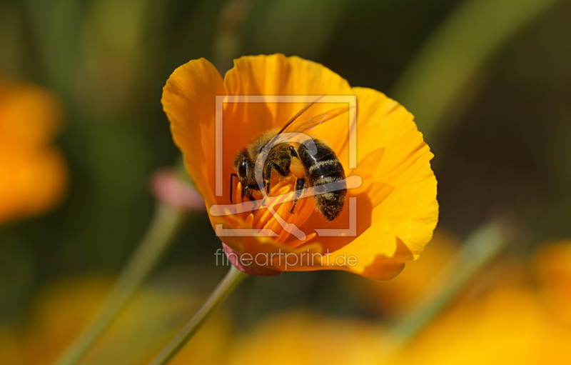 frei w&auml;hlbarer Bildausschnitt f&uuml;r Ihr Bild auf Tapete