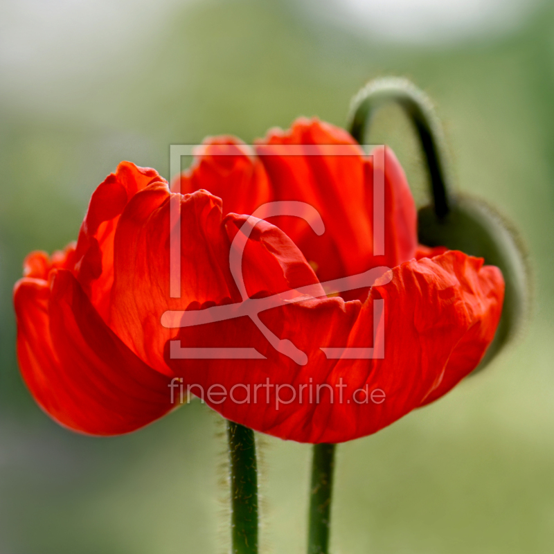 frei w&auml;hlbarer Bildausschnitt f&uuml;r Ihr Bild auf Tapete