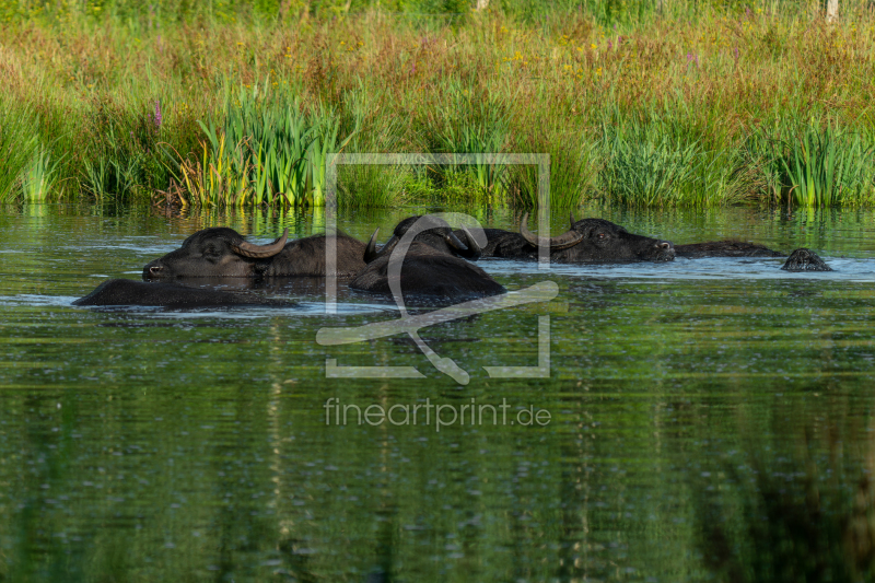frei w&auml;hlbarer Bildausschnitt f&uuml;r Ihr Bild auf Tapete