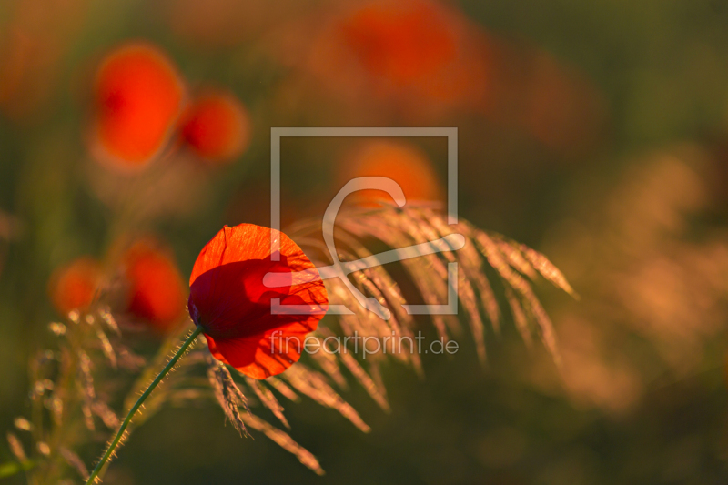 frei w&auml;hlbarer Bildausschnitt f&uuml;r Ihr Bild auf Tapete