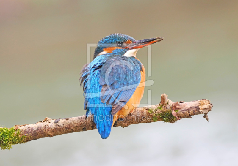 frei w&auml;hlbarer Bildausschnitt f&uuml;r Ihr Bild auf Tapete