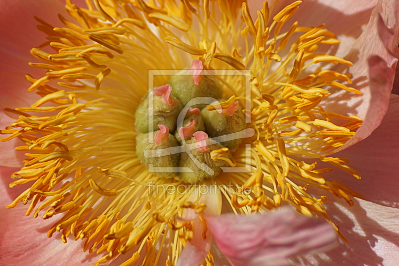 frei w&auml;hlbarer Bildausschnitt f&uuml;r Ihr Bild auf Tapete