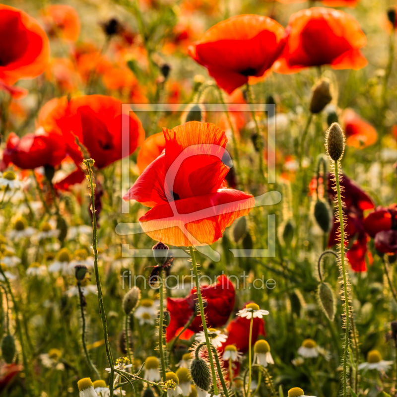 frei w&auml;hlbarer Bildausschnitt f&uuml;r Ihr Bild auf Tapete