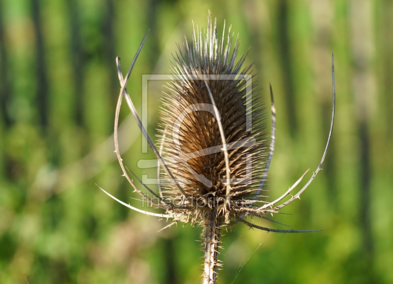 frei w&auml;hlbarer Bildausschnitt f&uuml;r Ihr Bild auf Tapete