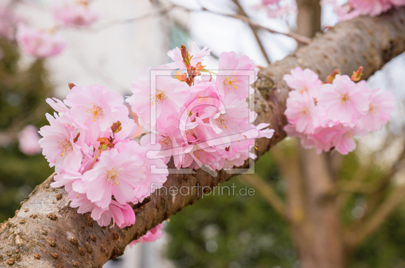 frei w&auml;hlbarer Bildausschnitt f&uuml;r Ihr Bild auf Tapete
