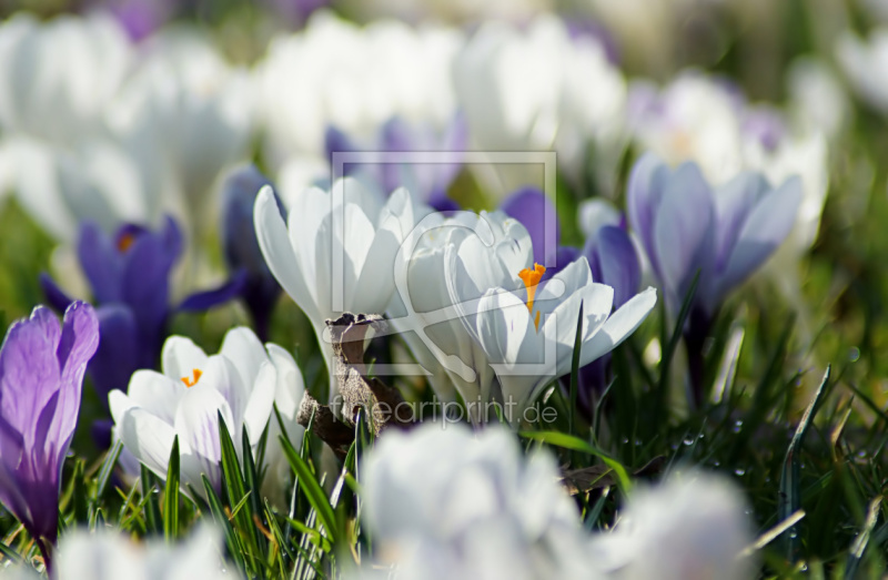 frei w&auml;hlbarer Bildausschnitt f&uuml;r Ihr Bild auf Tapete