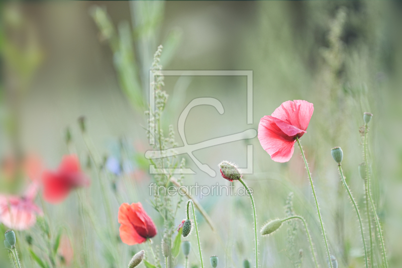 frei w&auml;hlbarer Bildausschnitt f&uuml;r Ihr Bild auf Tapete