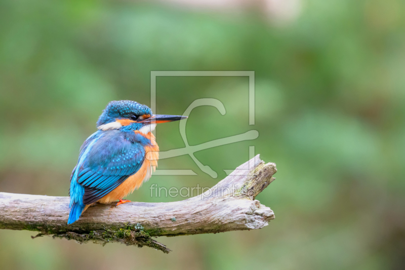 frei w&auml;hlbarer Bildausschnitt f&uuml;r Ihr Bild auf Tapete
