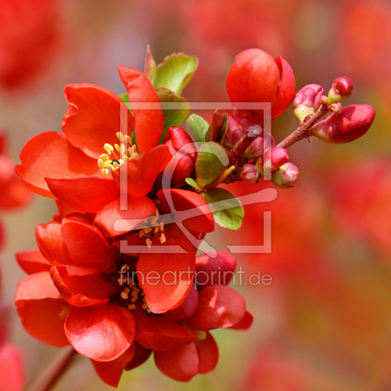 frei wählbarer Bildausschnitt für Ihr Bild auf Tapete