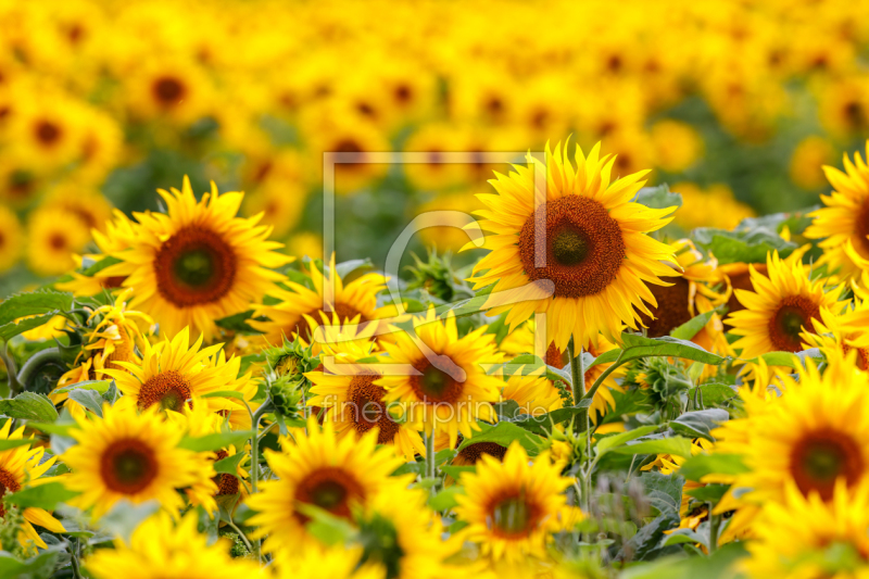 frei w&auml;hlbarer Bildausschnitt f&uuml;r Ihr Bild auf Tapete