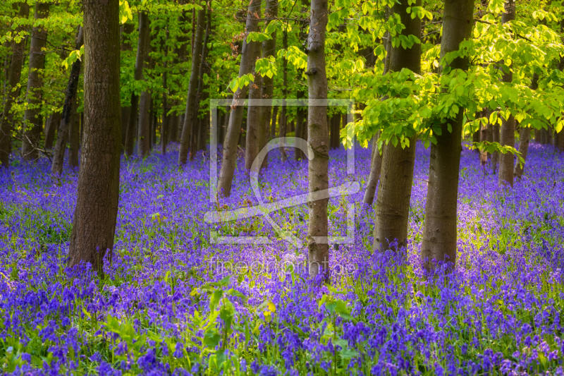 frei w&auml;hlbarer Bildausschnitt f&uuml;r Ihr Bild auf Tapete