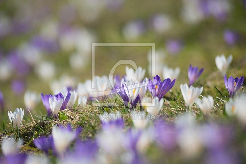 frei w&auml;hlbarer Bildausschnitt f&uuml;r Ihr Bild auf Tapete