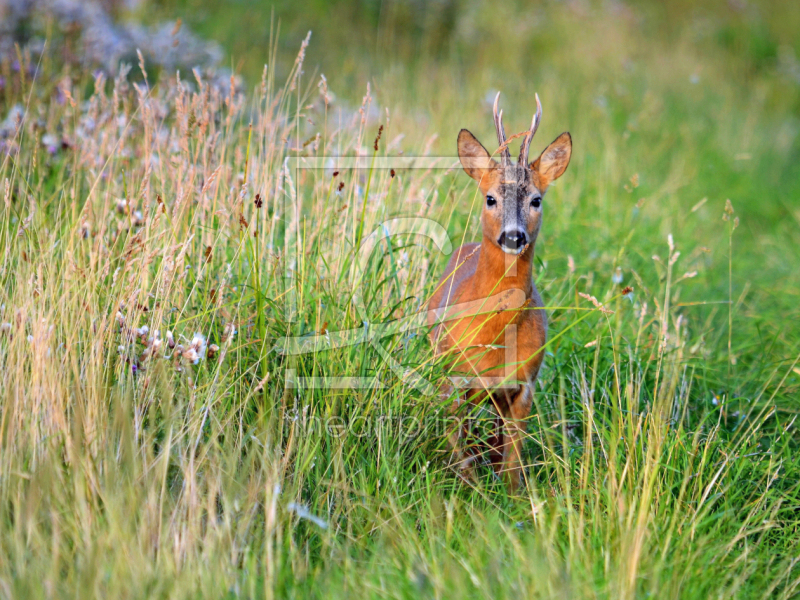 frei w&auml;hlbarer Bildausschnitt f&uuml;r Ihr Bild auf Tasse